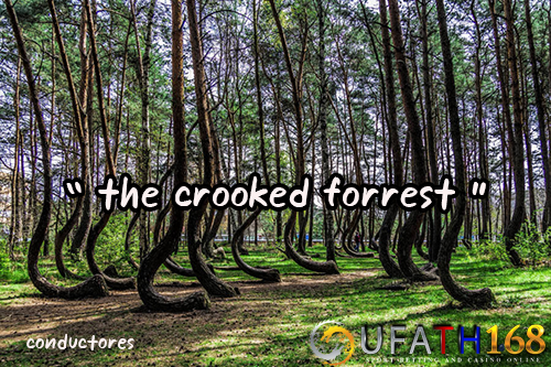 The Crooked Forrest